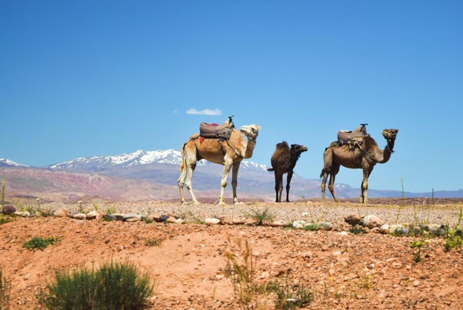 Amazigh Family Riad イムリル エクステリア 写真